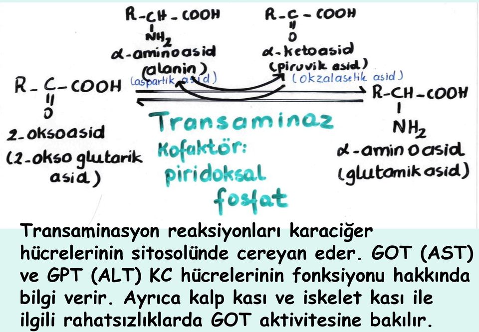 GOT (AST) ve GPT (ALT) KC hücrelerinin fonksiyonu hakkında