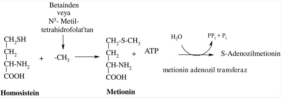 Adenozin ATP S-Adenozilmetionin 3 CH-NH 2 metionin