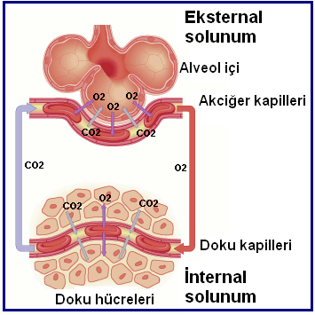 TaĢıma fazı: Akciğer kapillerindeki kana geçen oksijenin dolaģım sistemi yolu ile hücrelere, hücrelerde metabolizma sonucu oluģan karbondioksitin kana ve akciğer kapillerine iletilmesine solunumun