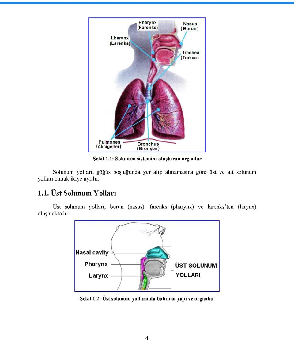 almamasına göre üst ve alt solunum yolları olarak ikiye ayrılır. 1.