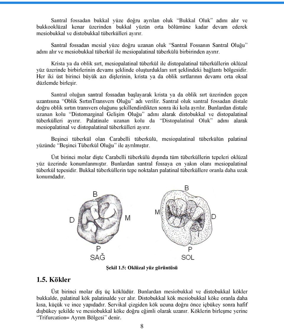 Krista ya da oblik sırt, mesiopalatinal tüberkül ile distopalatinal tüberküllerin oklüzal yüz üzerinde birbirlerinin devamı Ģeklinde oluģturdukları sırt Ģeklindeki bağlantı bölgesidir.