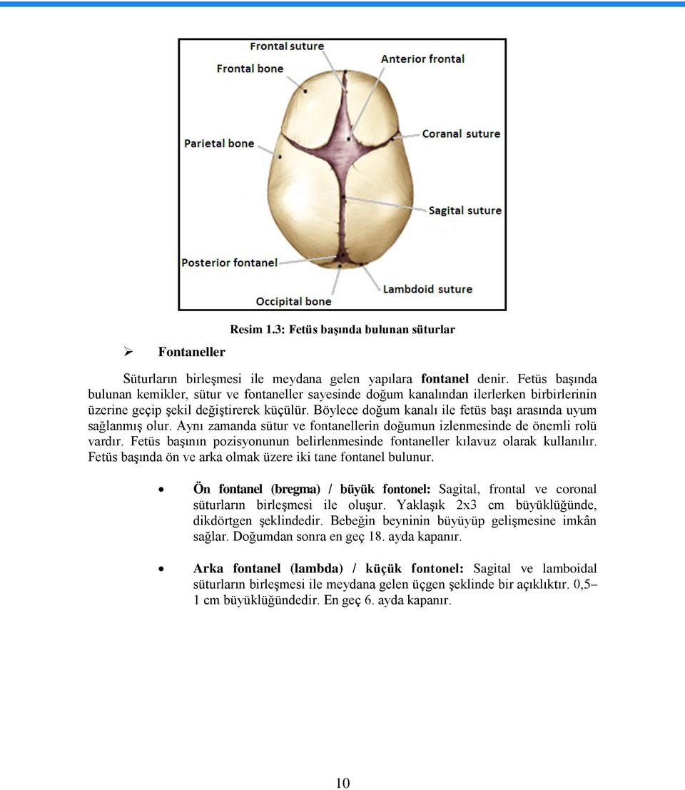 Böylece doğum kanalı ile fetüs baģı arasında uyum sağlanmıģ olur. Aynı zamanda sütur ve fontanellerin doğumun izlenmesinde de önemli rolü vardır.