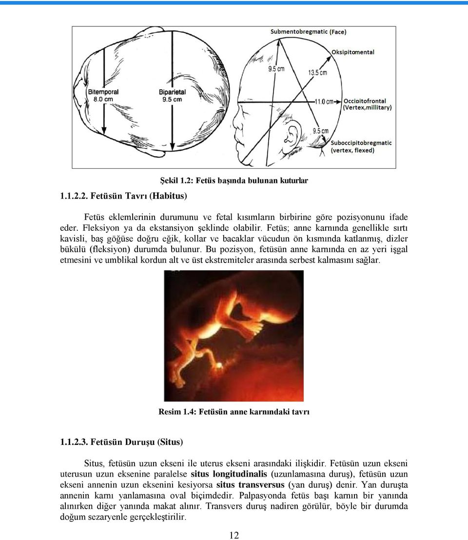 Fetüs; anne karnında genellikle sırtı kavisli, baģ göğüse doğru eğik, kollar ve bacaklar vücudun ön kısmında katlanmıģ, dizler bükülü (fleksiyon) durumda bulunur.