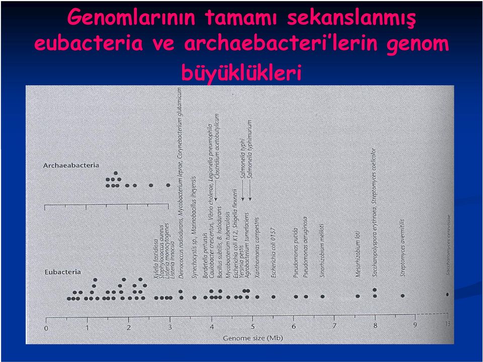 eubacteria ve