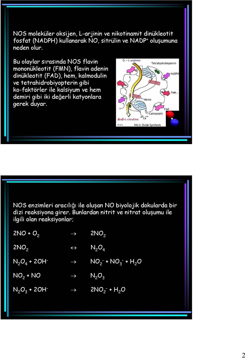 kalsiyum ve hem demiri gibi iki değerli katyonlara gerek duyar. NOS enzimleri aracılığı ile oluşan NO biyolojik dokularda bir dizi reaksiyona girer.