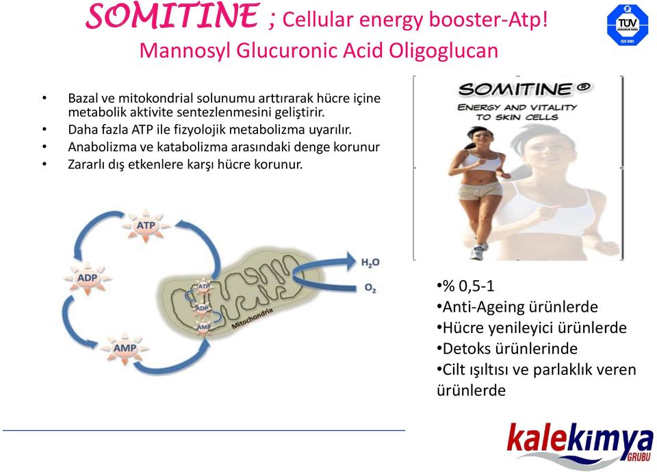 sentezlenmesini geliştirir. Daha fazla ATP ile fizyolojik metabolizma uyarılır.