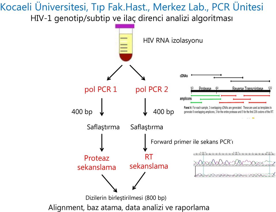 izolasyonu pol PCR 1 pol PCR 2 400 bp Saflaştırma Saflaştırma 400 bp Forward primer