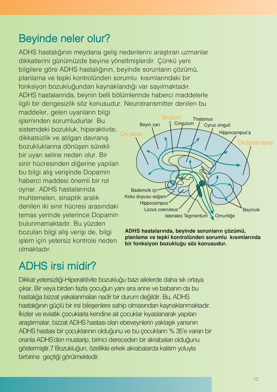 ADHS hastalar nda, beynin belli bölümlerinde haberci maddelerle ilgili bir dengesizlik söz konusudur. Neurotransmitter denilen bu maddeler, gelen uyar lar n bilgi iflleminden sorumludurlar.