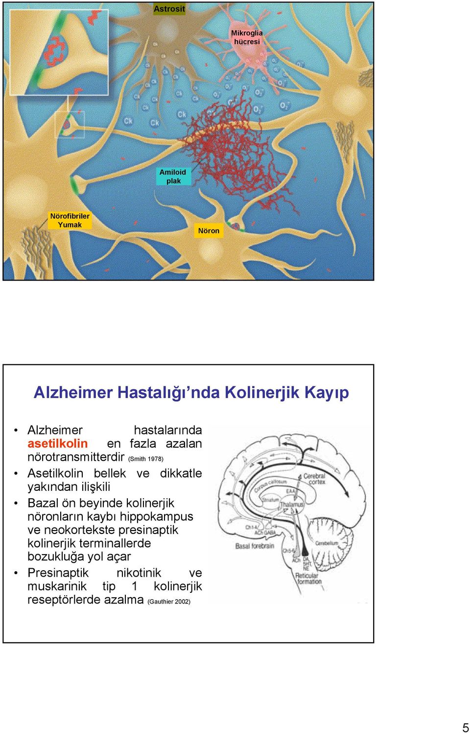 yakından ilişkili Bazal ön beyinde kolinerjik nöronların kaybı hippokampus ve neokortekste presinaptik kolinerjik