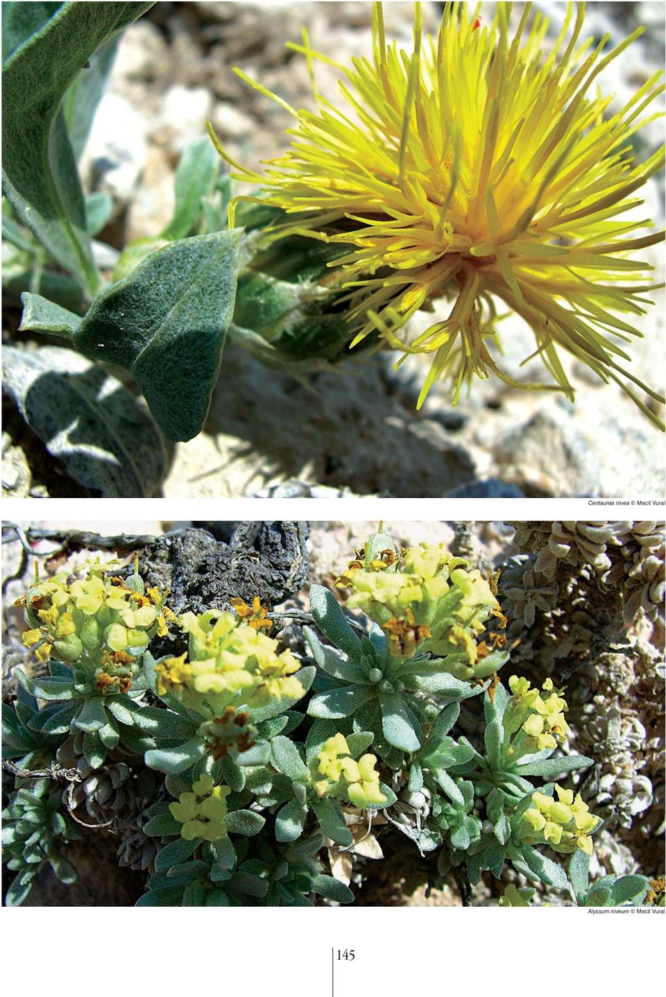 Vural Alyssum