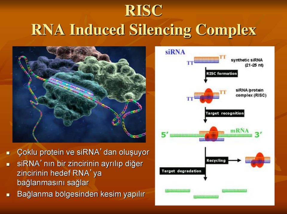 zincirinin ayrılıp diğer zincirinin hedef RNA