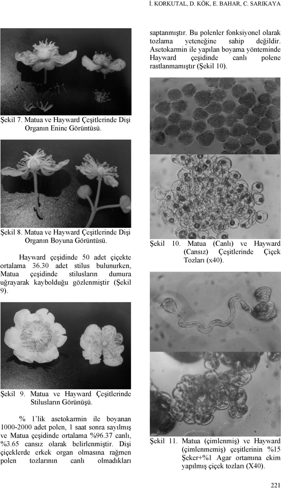 Matua ve Hayward Çeşitlerinde Dişi Organın Boyuna Görüntüsü. Hayward çeşidinde 50 adet çiçekte ortalama 36.