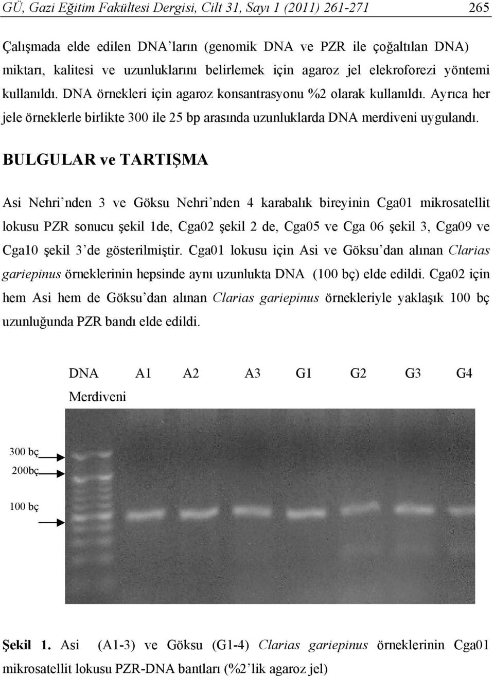 BULGULAR ve TARTIŞMA Asi Nehri nden 3 ve Göksu Nehri nden 4 karabalık bireyinin Cga01 mikrosatellit lokusu PZR sonucu şekil 1de, Cga02 şekil 2 de, Cga05 ve Cga 06 şekil 3, Cga09 ve Cga10 şekil 3 de