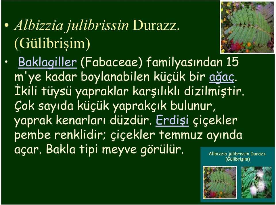 ağaç. İkili tüysü yapraklar karşılıklı dizilmiştir.