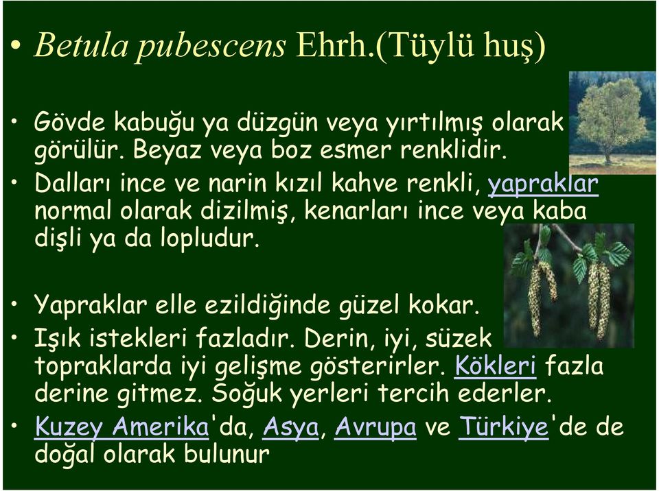 Yapraklar elle ezildiğinde güzel kokar. Işık istekleri fazladır. Derin, iyi, süzek topraklarda iyi gelişme gösterirler.