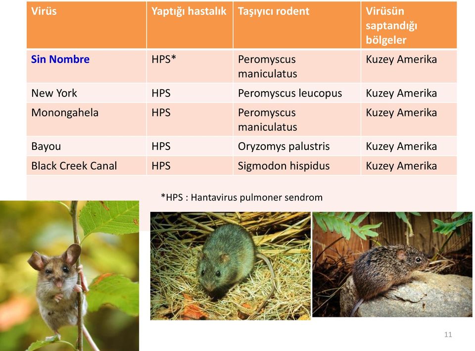 Monongahela HPS Peromyscus maniculatus Kuzey Amerika Bayou HPS Oryzomys palustris Kuzey