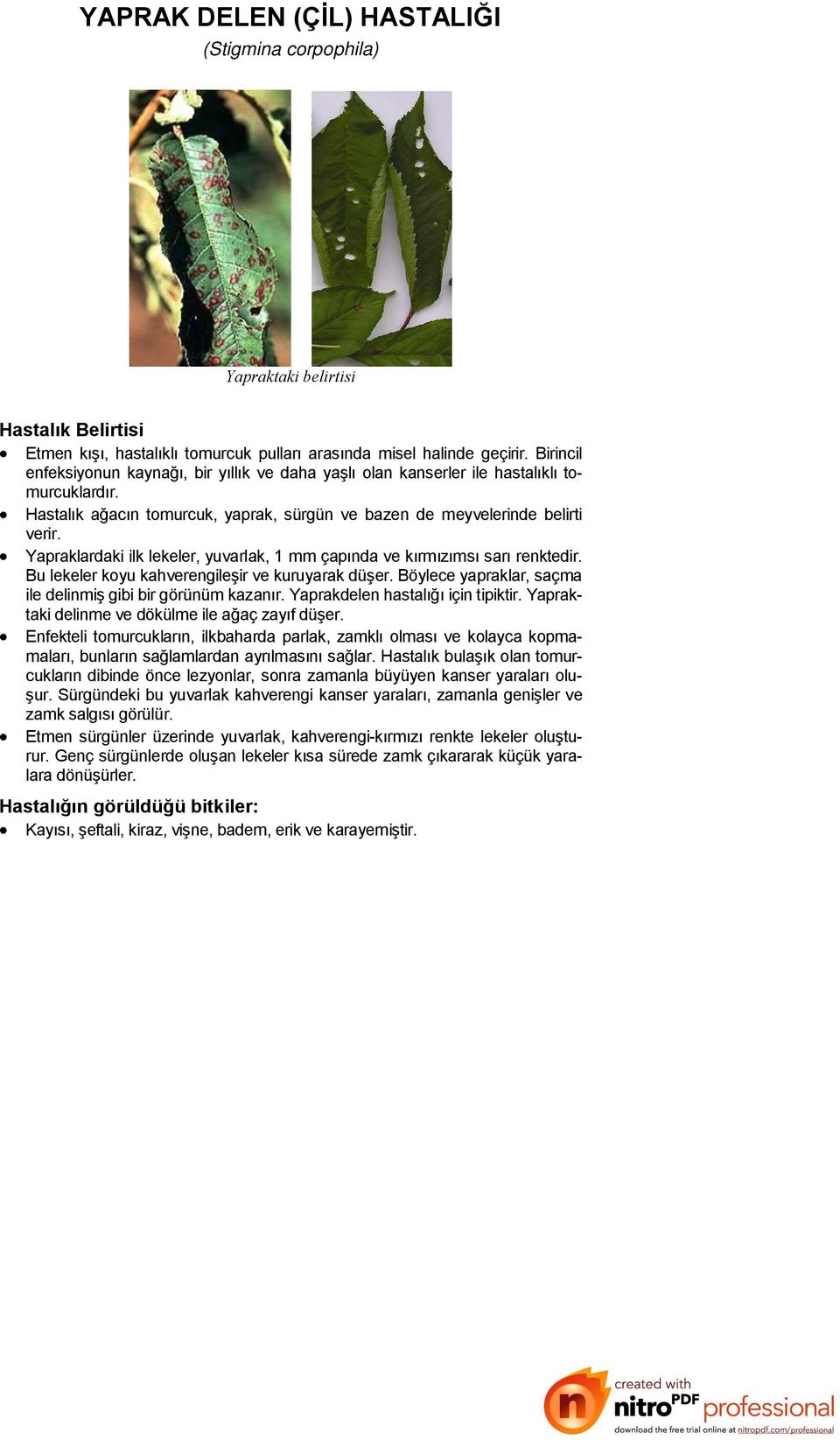 Yapraklardaki ilk lekeler, yuvarlak, 1 mm çapında ve kırmızımsı sarı renktedir. Bu lekeler koyu kahverengileşir ve kuruyarak düşer. Böylece yapraklar, saçma ile delinmiş gibi bir görünüm kazanır.