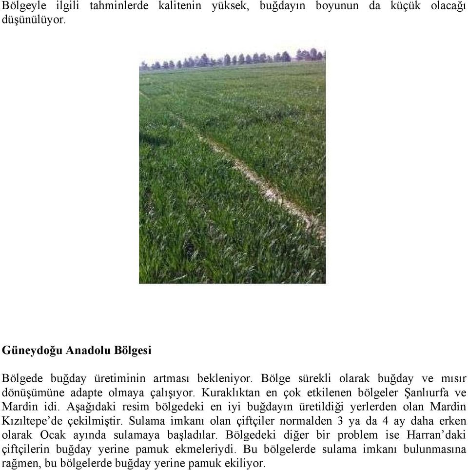 Aşağıdaki resim bölgedeki en iyi buğdayın üretildiği yerlerden olan Mardin Kızıltepe de çekilmiştir.