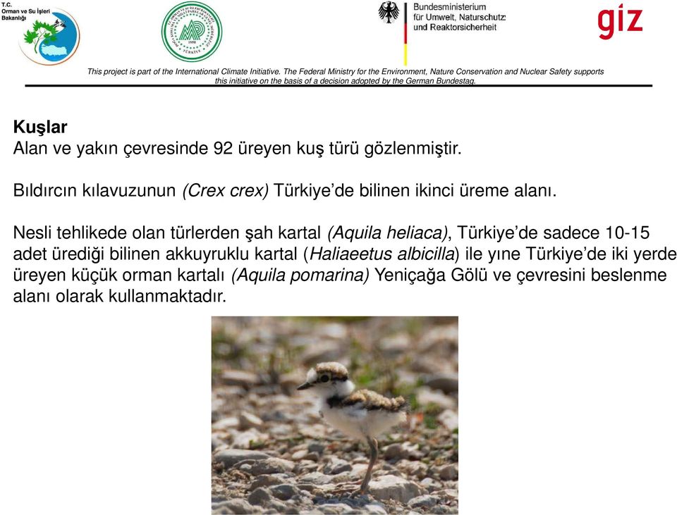 Nesli tehlikede olan türlerden şah kartal (Aquila heliaca), Türkiye de sadece 10-15 adet ürediği bilinen