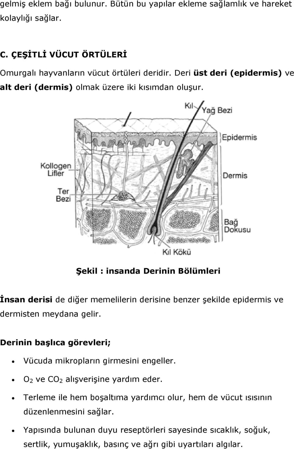 Şekil : insanda Derinin Bölümleri İnsan derisi de diğer memelilerin derisine benzer şekilde epidermis ve dermisten meydana gelir.