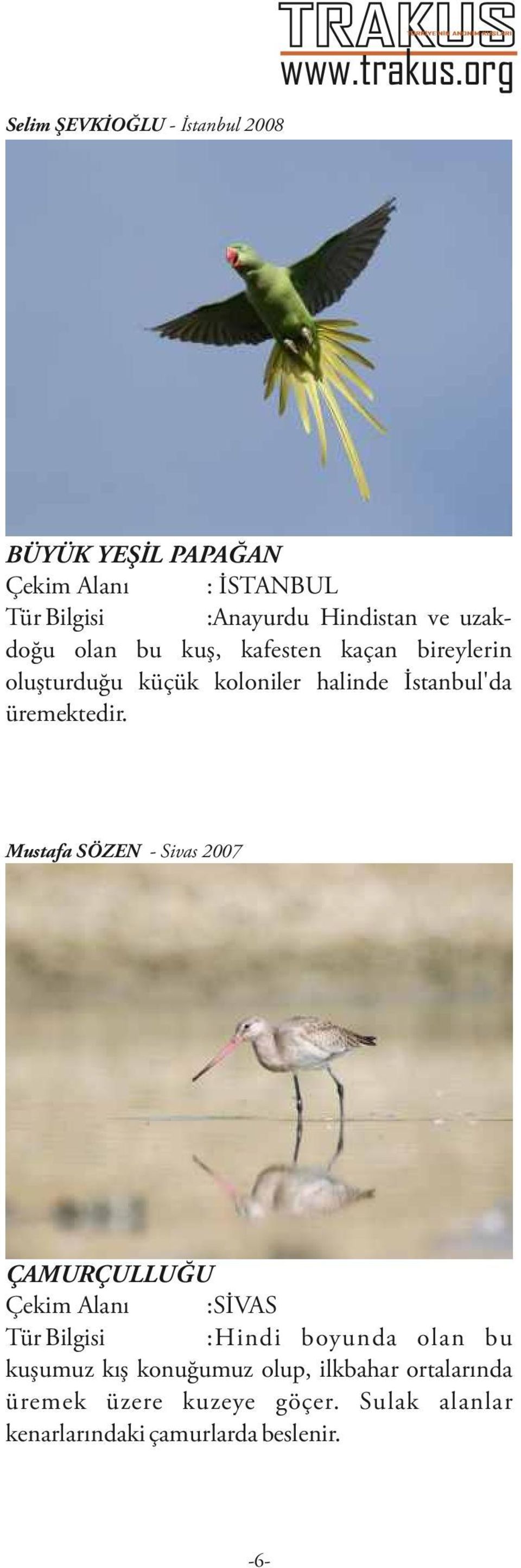 Mustafa SÖZEN - Sivas 2007 ÇAMURÇULLUĞU Çekim Alanı :SİVAS Tür Bilgisi :Hindi boyunda olan bu kuşumuz kış