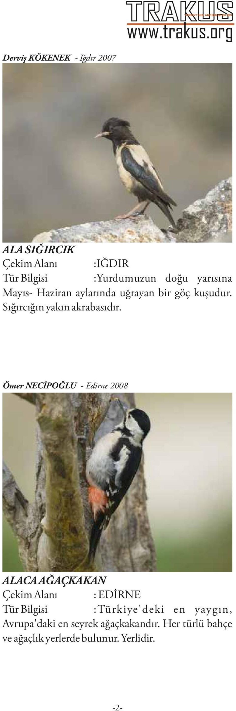 Ömer NECİPOĞLU - Edirne 2008 ALACA AĞAÇKAKAN Çekim Alanı : EDİRNE Tür Bilgisi :Türkiye'deki