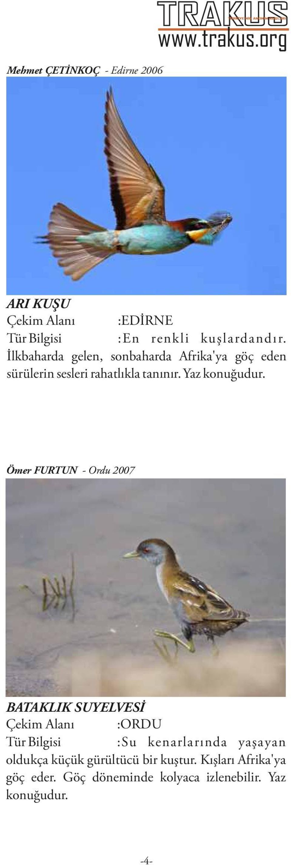 Ömer FURTUN - Ordu 2007 BATAKLIK SUYELVESİ Çekim Alanı :ORDU Tür Bilgisi :Su kenarlarında yaşayan