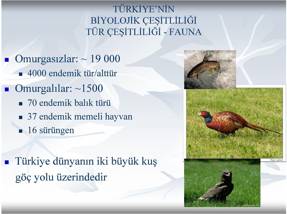 Omurgalılar: ~1500 70 endemik balık türü 37 endemik memeli