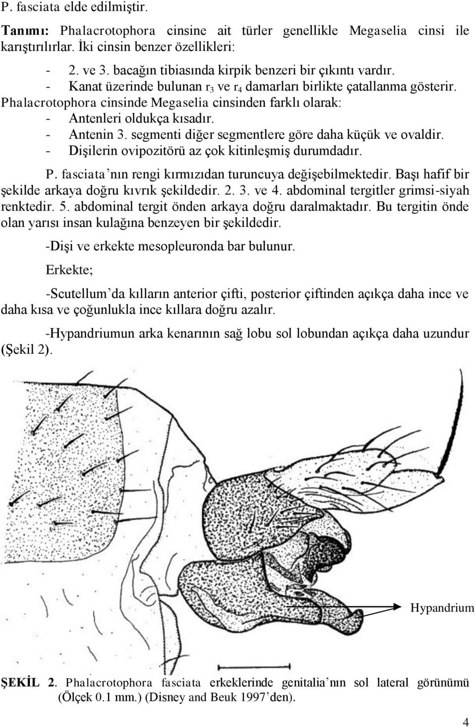 Phalacrotophora cinsinde Megaselia cinsinden farklı olarak: - Antenleri oldukça kısadır. - Antenin 3. segmenti diğer segmentlere göre daha küçük ve ovaldir.