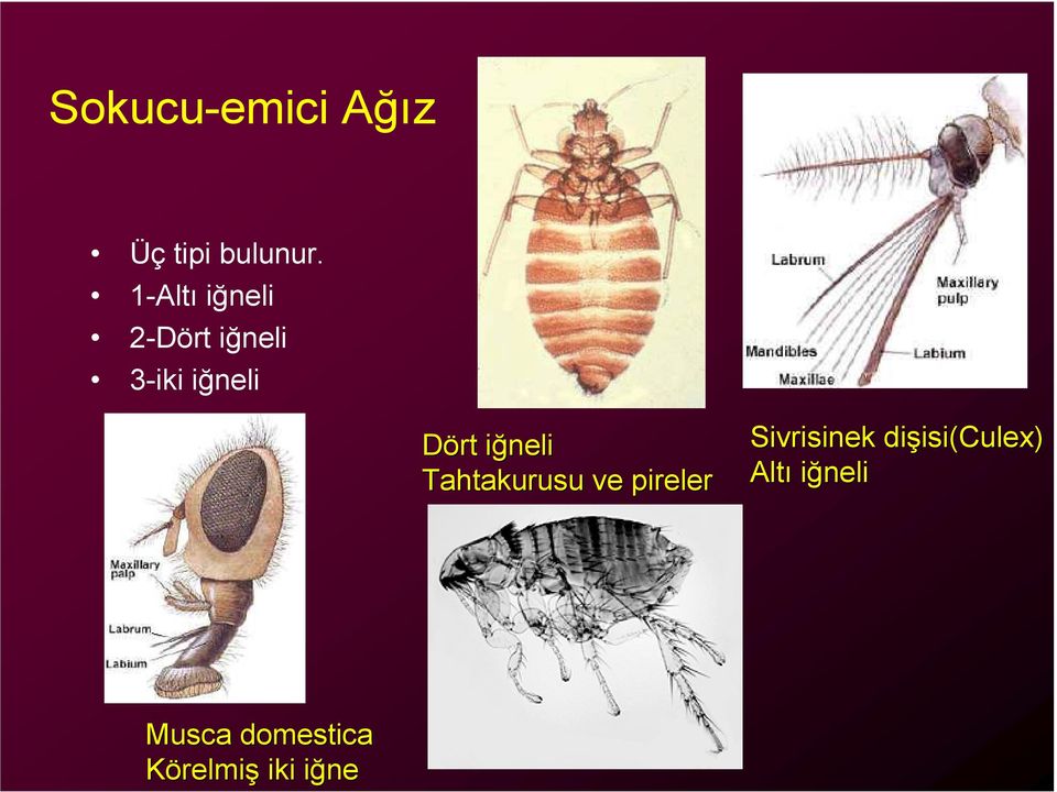 iğnelii Tahtakurusu ve pireler Sivrisinek