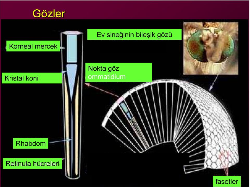 Kristal koni Nokta göz