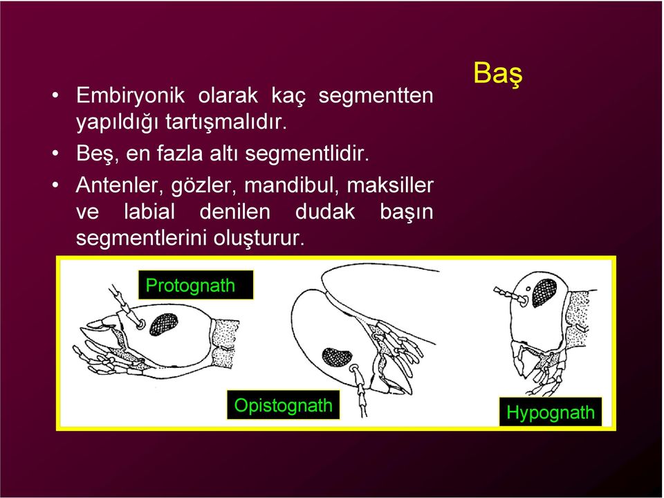 Antenler, gözler, mandibul, maksiller ve labial