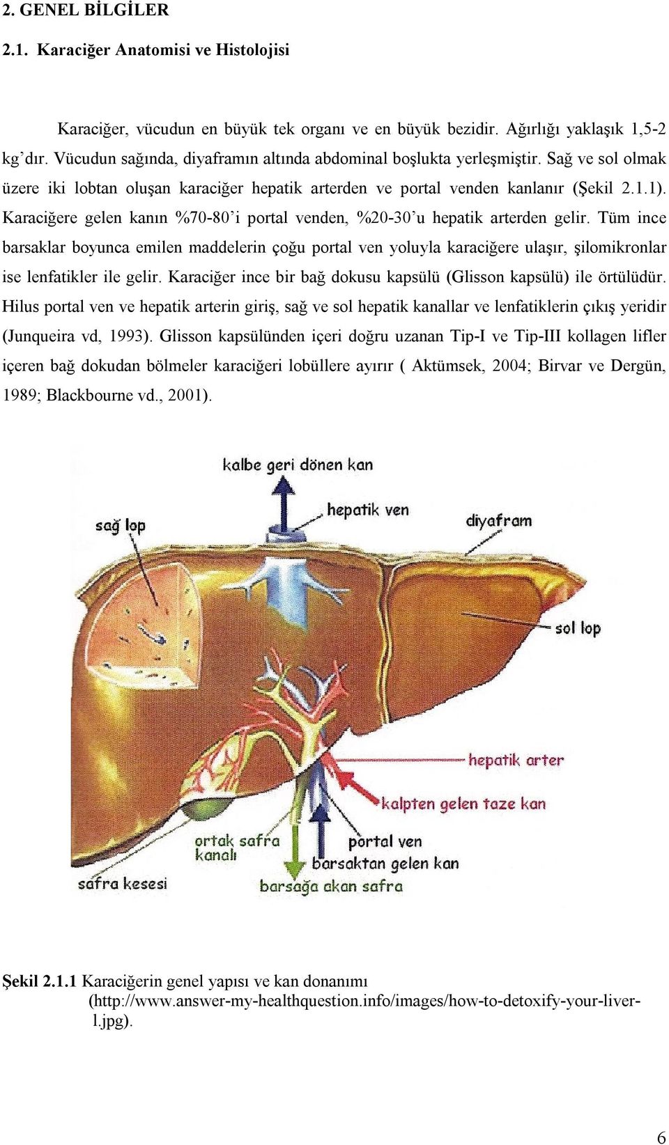 Karaciğere gelen kanın %70-80 i portal venden, %20-30 u hepatik arterden gelir.