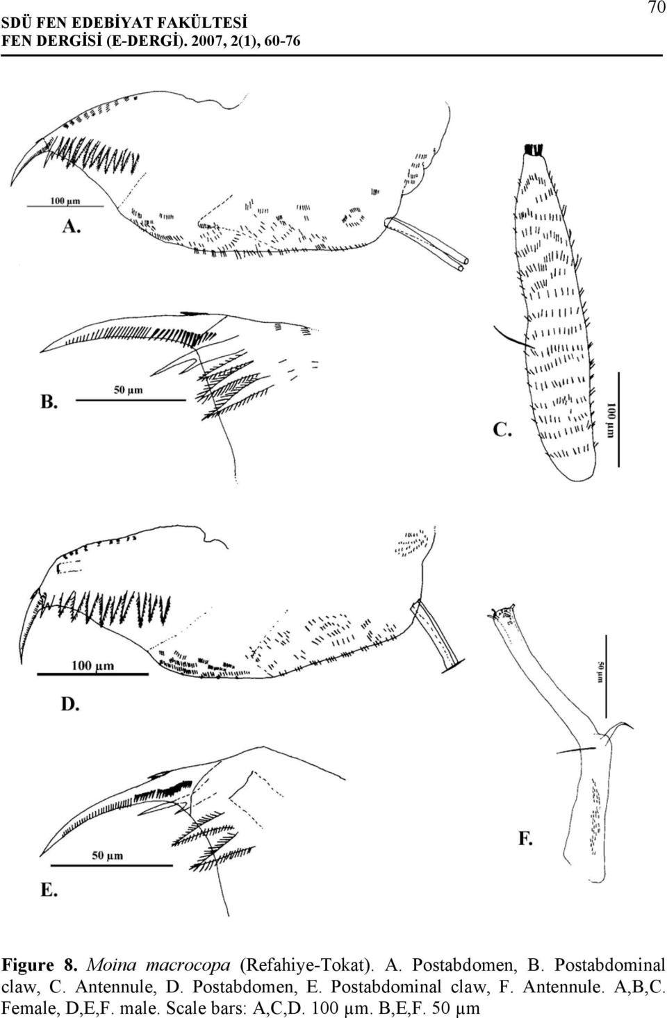 Postabdomen, E. Postabdominal claw, F. Antennule.
