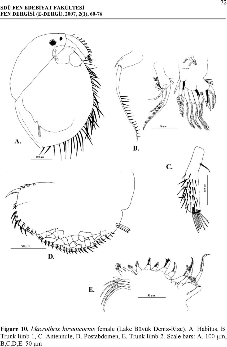 Deniz-Rize). A. Habitus, B. Trunk limb 1, C.