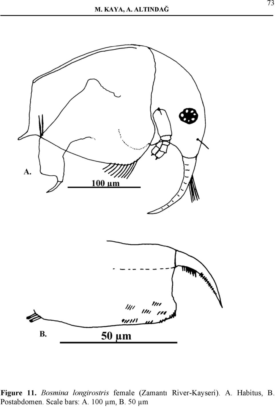 River-Kayseri). A. Habitus, B.