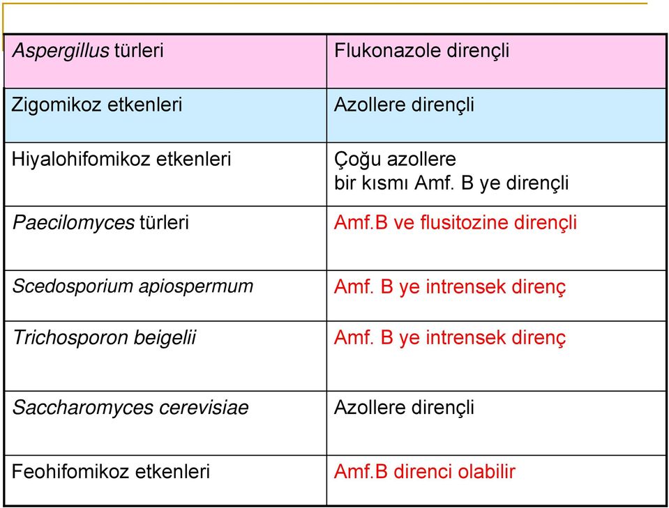 B ve flusitozine dirençli Scedosporium apiospermum Trichosporon beigelii Amf.