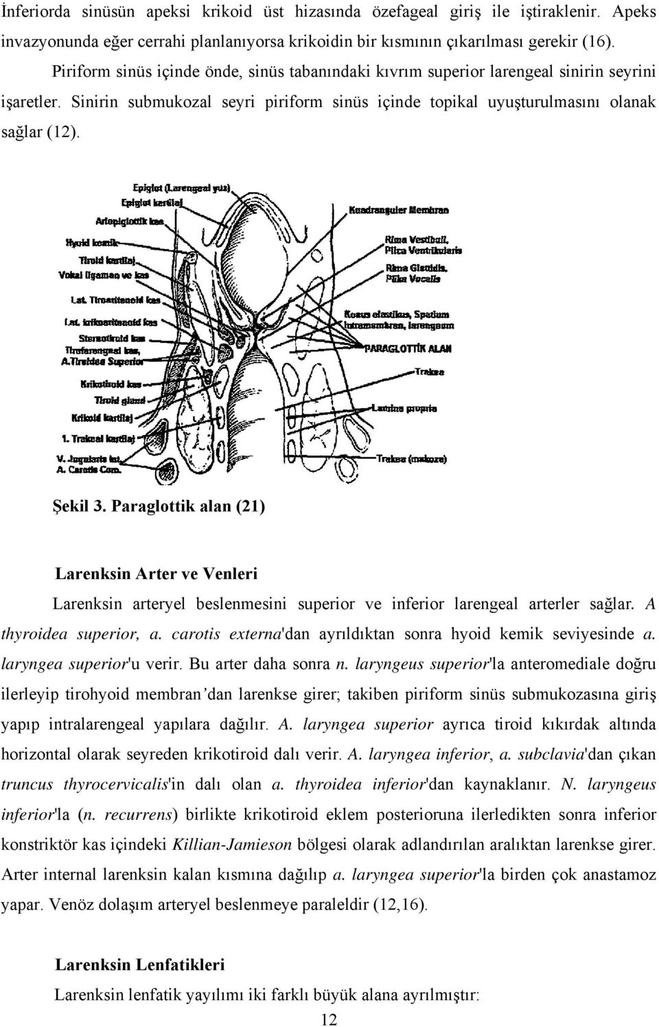 Paraglottik alan (21) Larenksin Arter ve Venleri Larenksin arteryel beslenmesini superior ve inferior larengeal arterler sağlar. A thyroidea superior, a.