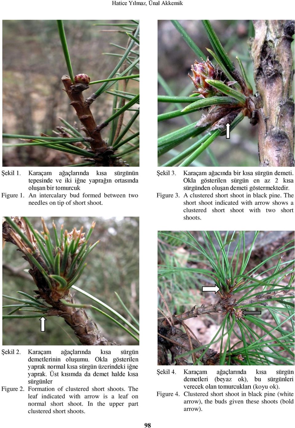 Figure 3. A clustered short shoot in black pine. The short shoot indicated with arrow shows a clustered short shoot with two short shoots. Şekil 2.