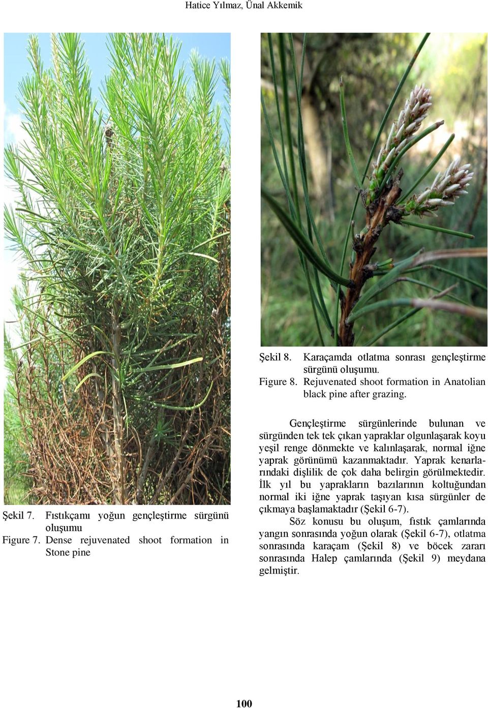 Dense rejuvenated shoot formation in Stone pine Gençleştirme sürgünlerinde bulunan ve sürgünden tek tek çıkan yapraklar olgunlaşarak koyu yeşil renge dönmekte ve kalınlaşarak, normal iğne yaprak