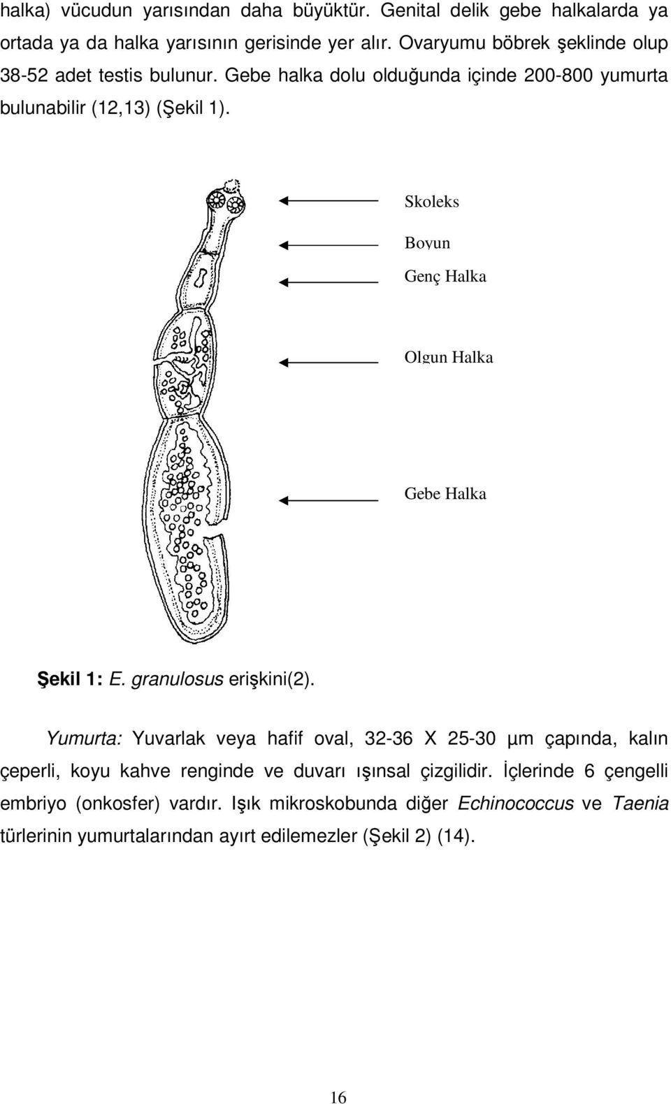 Skoleks Boyun Genç Halka Olgun Halka Gebe Halka Şekil 1: E. granulosus erişkini(2).