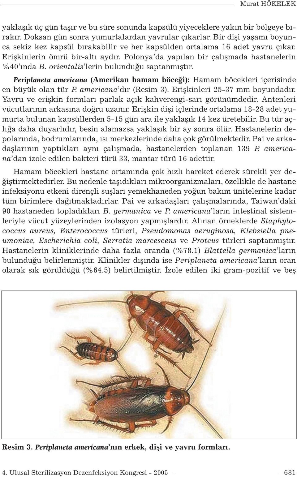 orientalis lerin bulunduğu saptanmıştır. Periplaneta americana (Amerikan hamam böceği): Hamam böcekleri içerisinde en büyük olan tür P. americana dır (Resim 3). Erişkinleri 25-37 mm boyundadır.