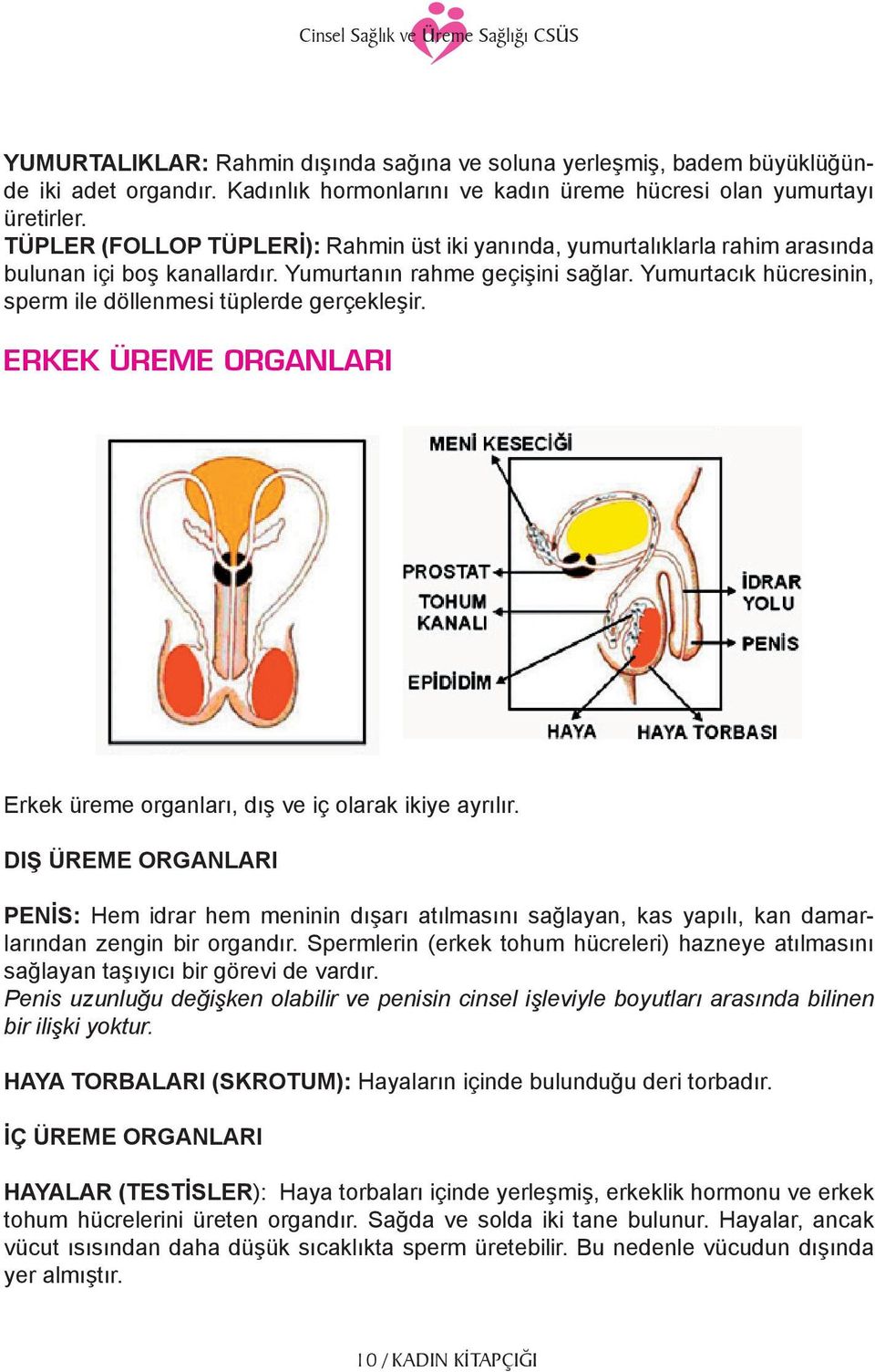 Kadınlık hormonlarını ve kadın üreme hücresi olan yumurtayı üretirler. TÜPLER (FOLLOP TÜPLERİ): Rahmin üst iki yanında, yumurtalıklarla rahim arasında bulunan içi boş kanallardır.