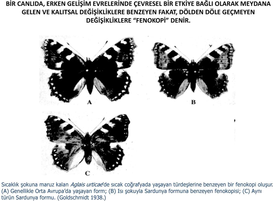 Sıcaklık şokuna maruz kalan Aglais urticae de sıcak coğrafyada yaşayan türdeşlerine benzeyen bir fenokopi