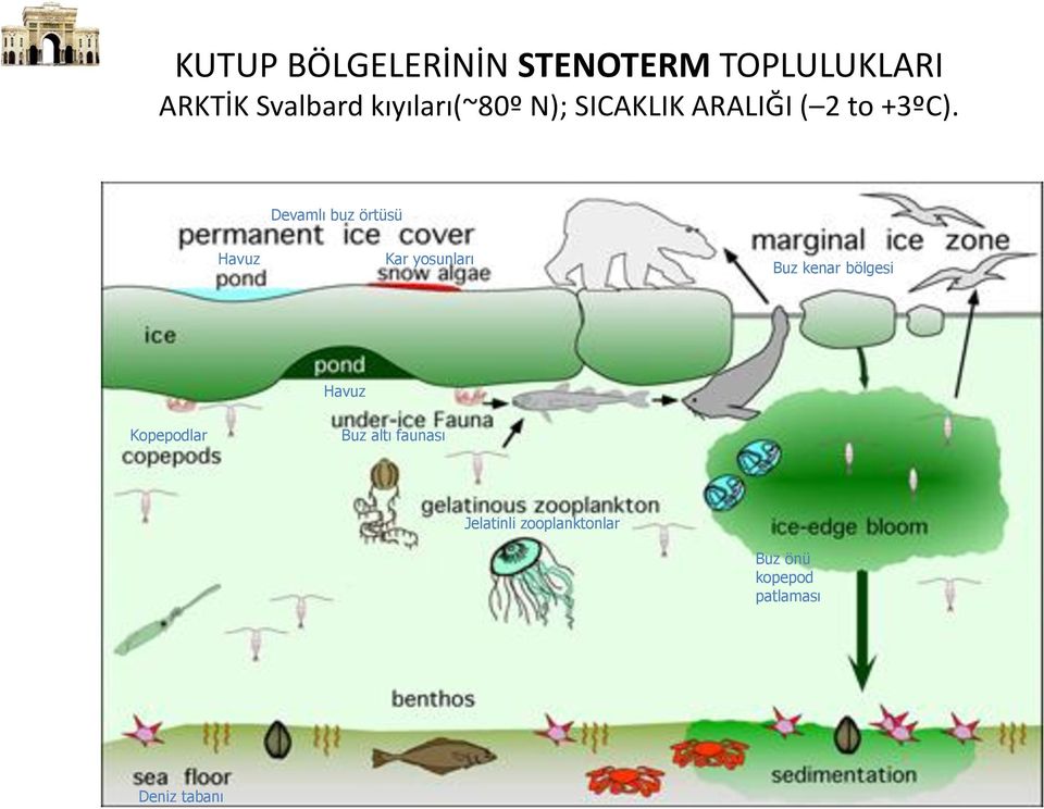 Devamlı buz örtüsü Havuz Kar yosunları Buz kenar bölgesi Havuz