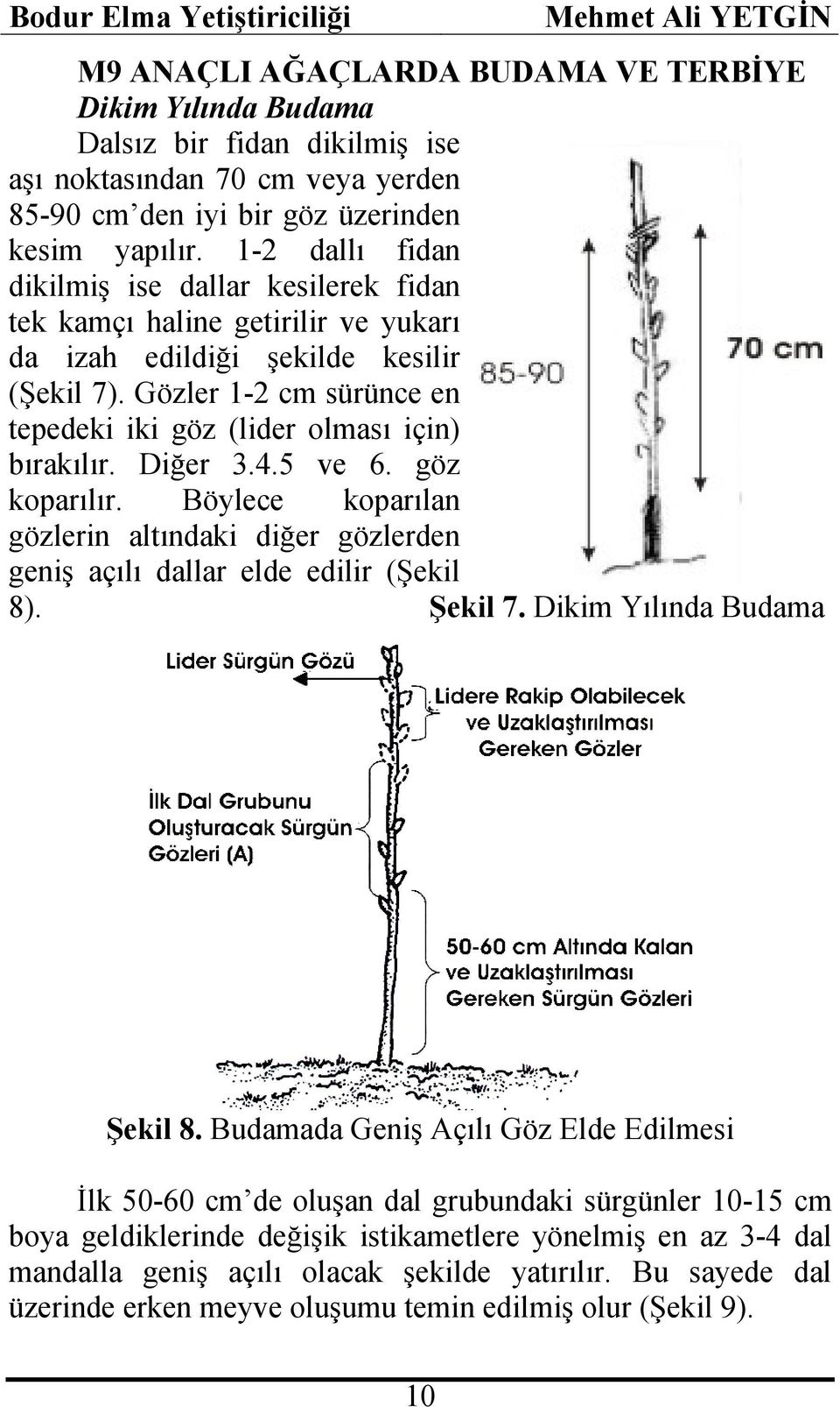 Gözler 1-2 cm sürünce en tepedeki iki göz (lider olması için) bırakılır. Diğer 3.4.5 ve 6. göz koparılır. Böylece koparılan gözlerin altındaki diğer gözlerden geniş açılı dallar elde edilir (Şekil 8).