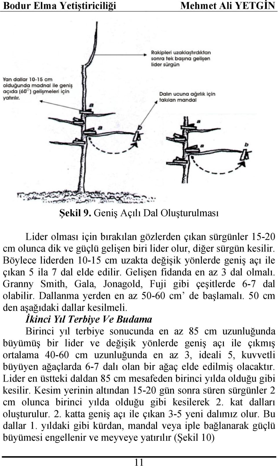 Dallanma yerden en az 50-60 cm de başlamalı. 50 cm den aşağıdaki dallar kesilmeli.