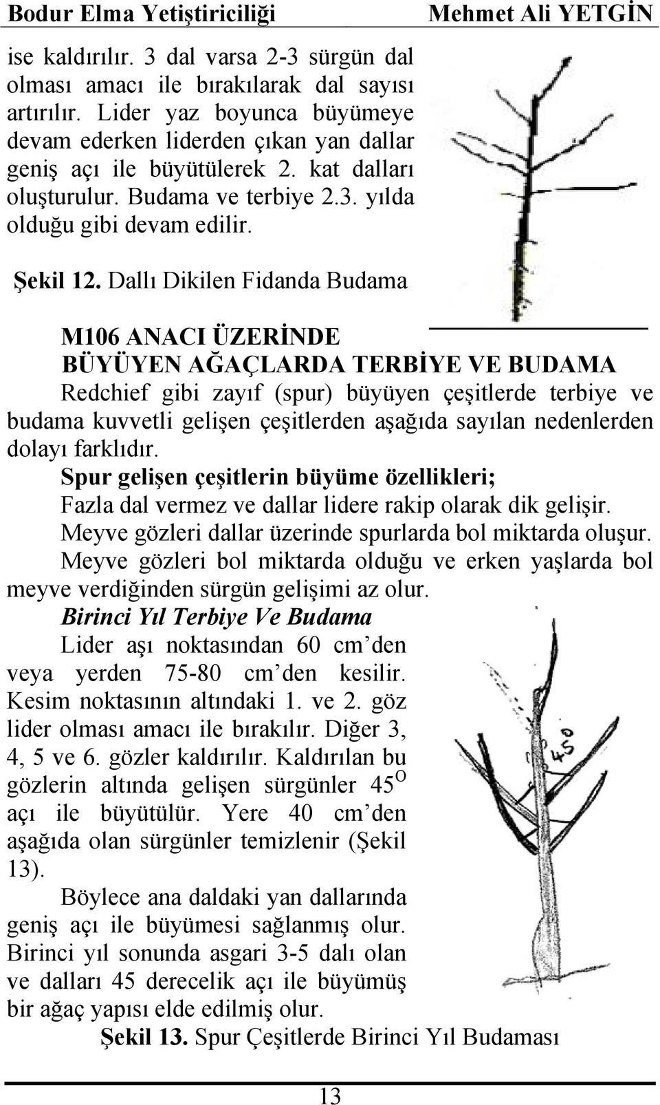 Dallı Dikilen Fidanda Budama M106 ANACI ÜZERİNDE BÜYÜYEN AĞAÇLARDA TERBİYE VE BUDAMA Redchief gibi zayıf (spur) büyüyen çeşitlerde terbiye ve budama kuvvetli gelişen çeşitlerden aşağıda sayılan