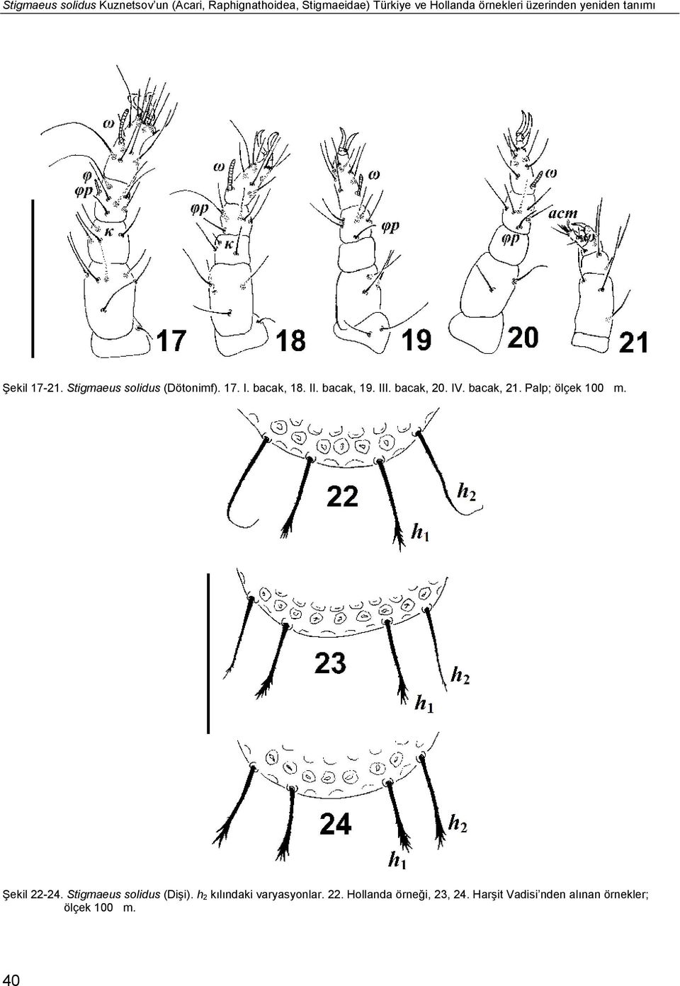 III. bacak, 20. IV. bacak, 21. Palp; ölçek 100 μm. Şekil 22-24. Stigmaeus solidus (Dişi).