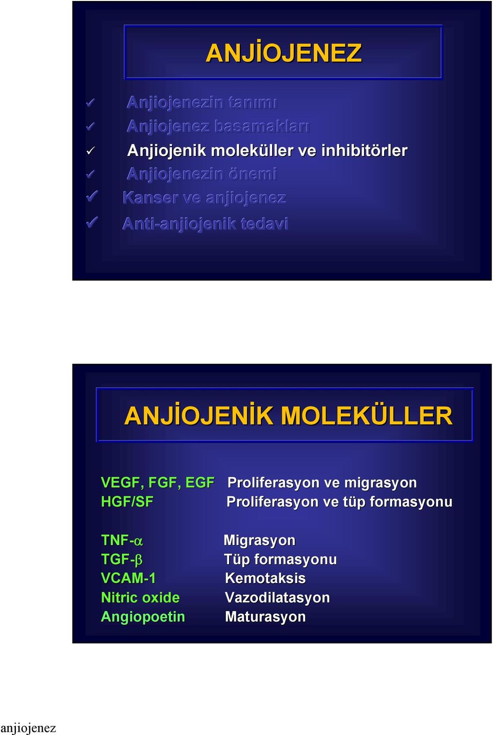 FGF, EGF Proliferasyon ve migrasyon HGF/SF Proliferasyon ve tüp t p formasyonu TNF-α TGF-β